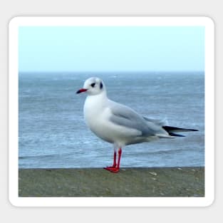 seagull bird ocean scene seaside Sticker